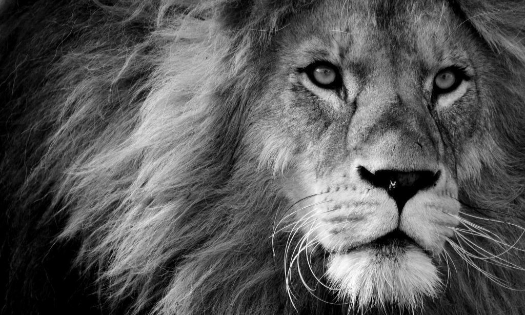 Online-Schreibworkshop für Seniorinnen und Senioren - (Dass der Panther auf dem Bild ein Löwe ist, macht ja nichts!)